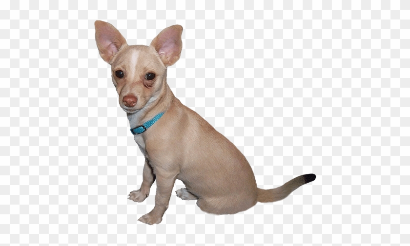 Dog Clip Art - Cartoon Dog Photoshop - Free Transparent PNG Clipart Images Download Dog Clip Art - Cartoon Dog Photoshop - Free Transparent PNG Clipart Images Download