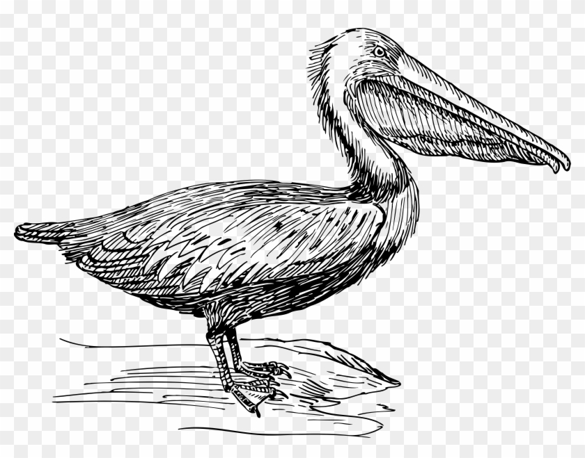 Pelican 3 - Pelican Beak Black And White #1082503