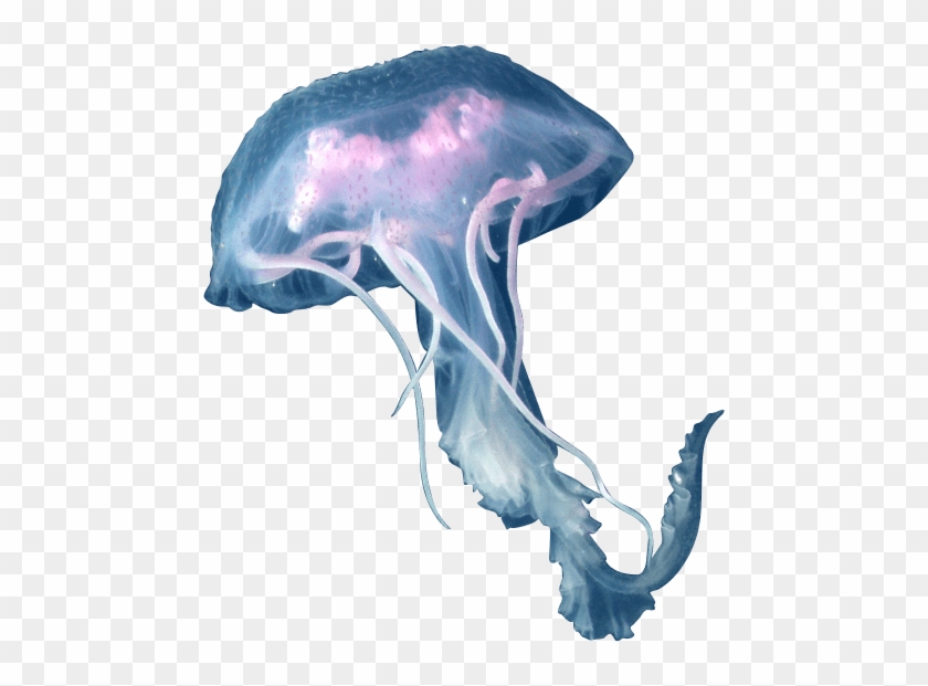 Download Png Image Report - Jellyfish Png #1082659