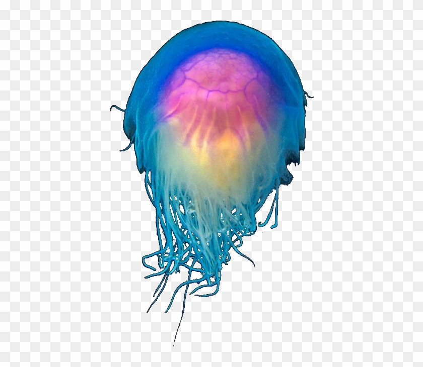 Transparent Tumblr Overlaystransparent Jellyfish Png - Blue Jellyfish #1082661