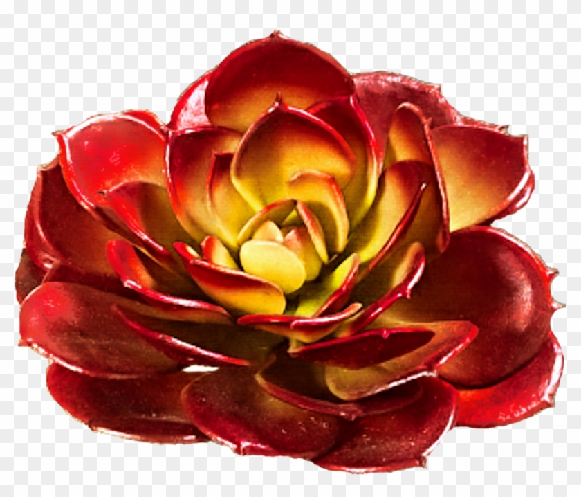 Red Rose Succulent By Jeanicebartzen27 - Silk Plants Direct Echeveria Pick - Burgundy - Pack #1083630