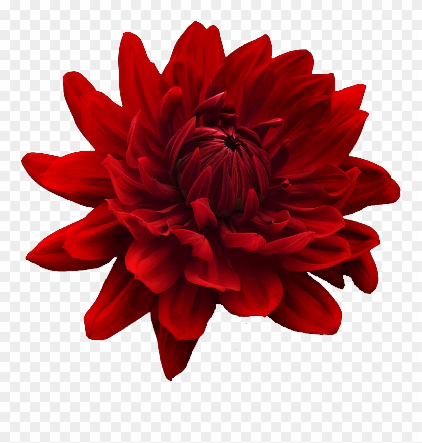 Transparent 'red Flower' - Zen Cinemax 4g 5.5 Inch Marshmallow 2gb #1083637