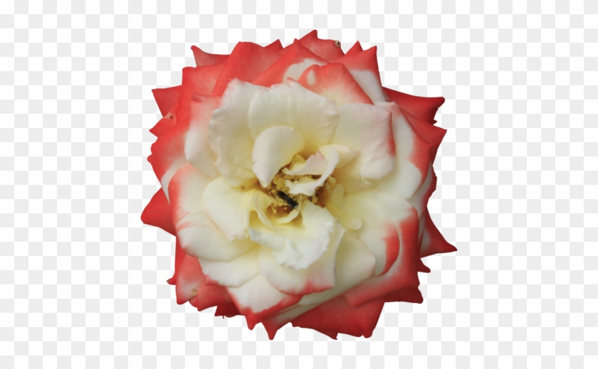 Rose Flower White Center Red Petals Sides Double Colored - Transparent Background White Flowers #1083677