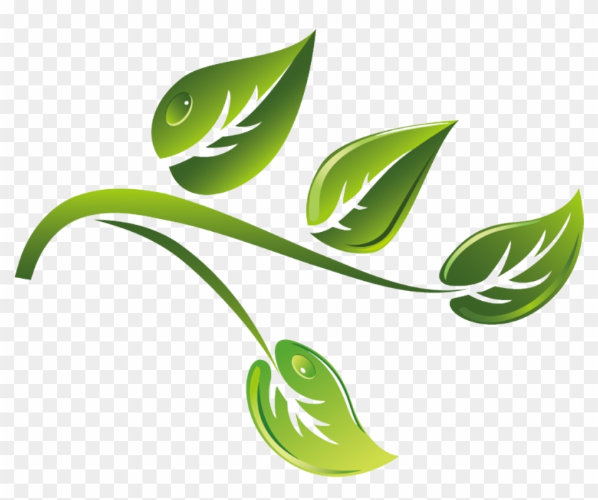 Green Tea Branch Vector Material Cartoon - Green Tea Cartoon Png #1084232