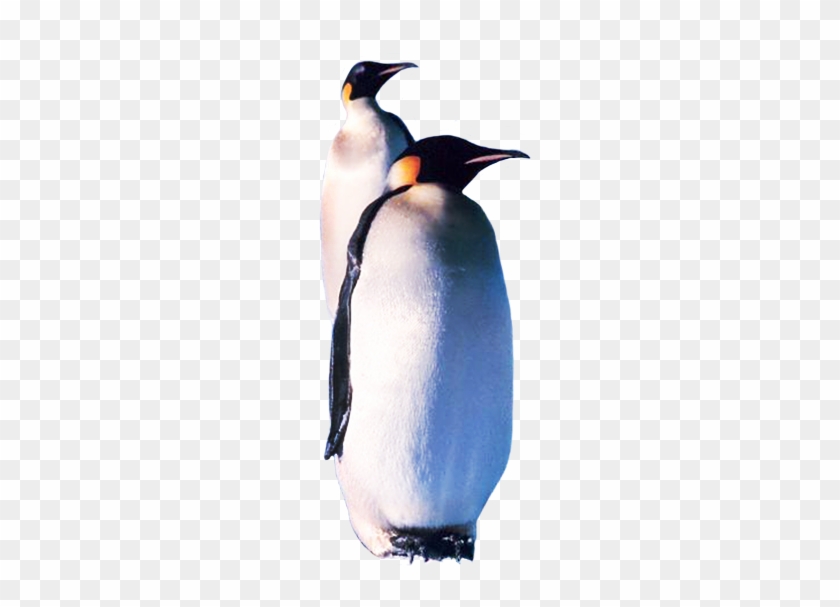 Two Emperor Penguins - Emperor Penguin #1084528