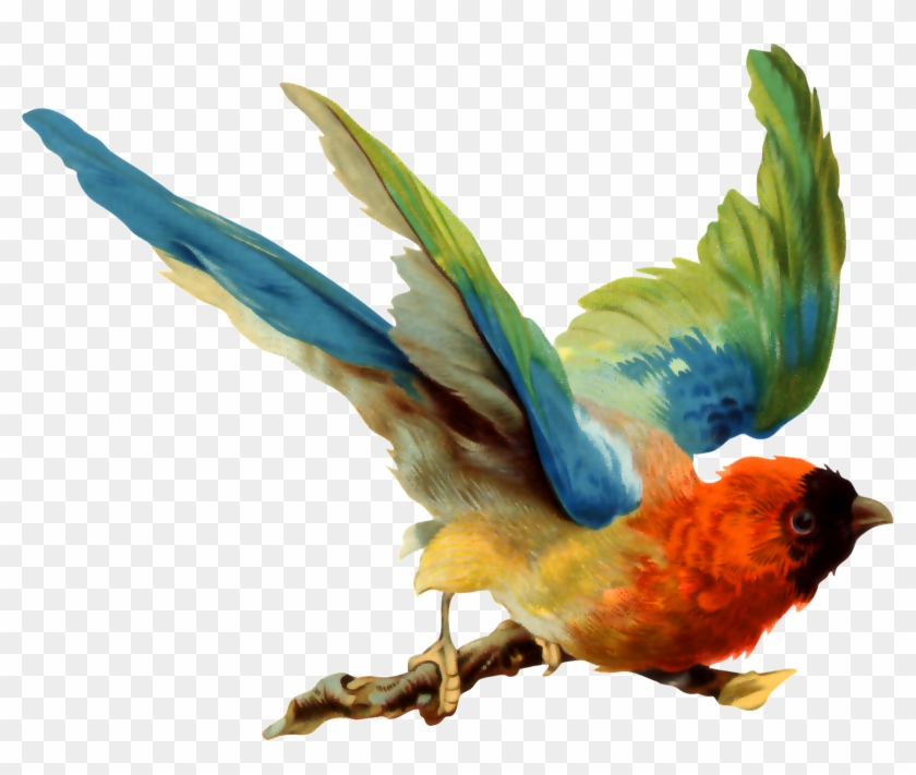 Aves Png - Little Birds Can Still Soar! #1084546