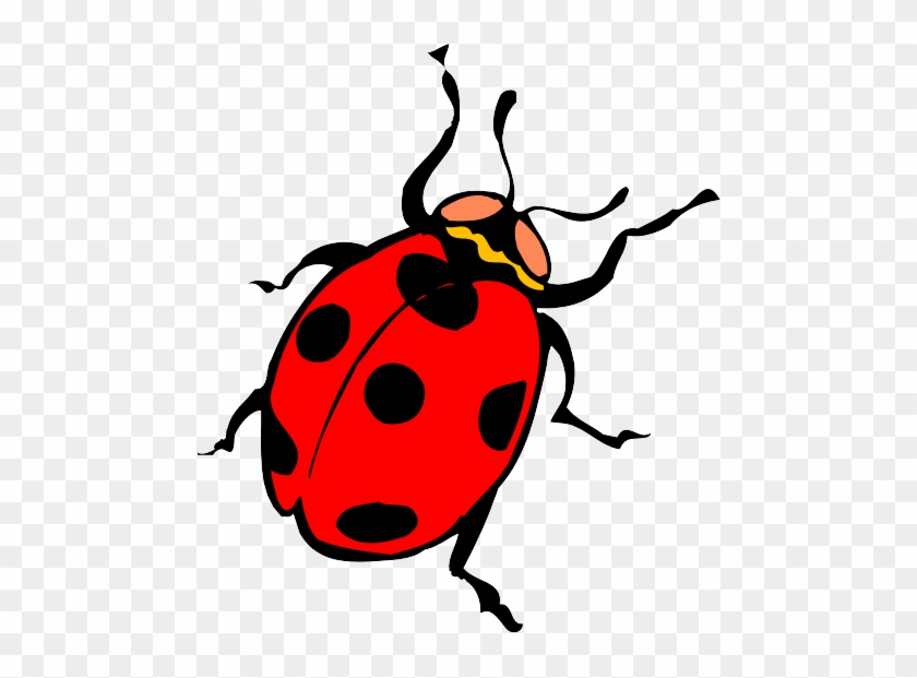 Draw A Line From Each Word To The Correct Body Part - Ladybug Thorax #1084703