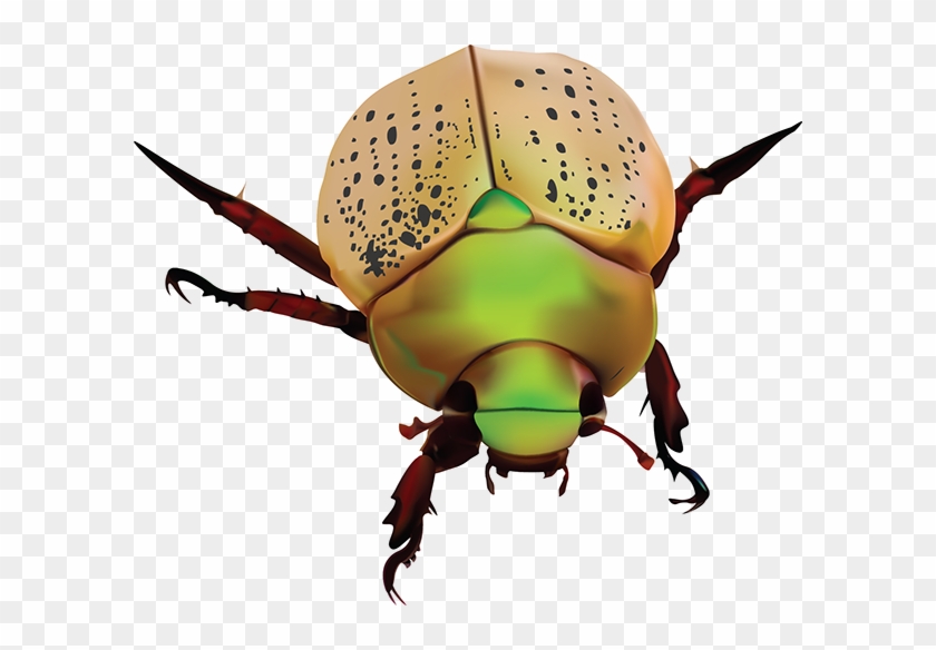 Dung Beetle #1085173
