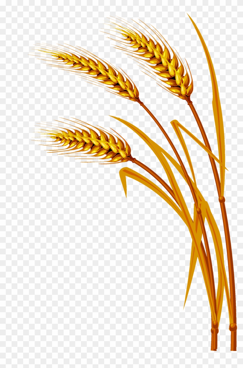 Wheat Png - Free Vector Wheat #1085350