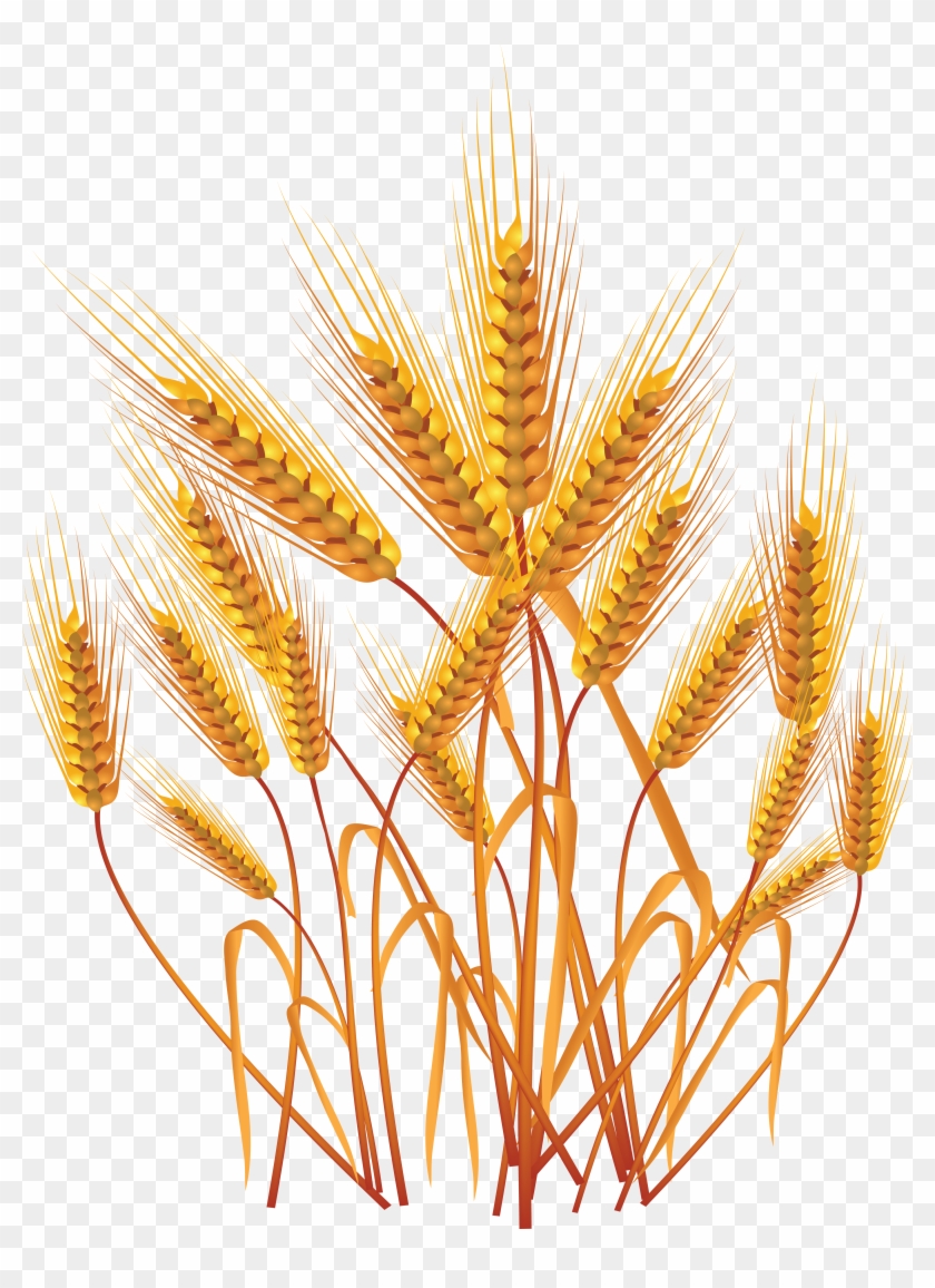 Wheat Png - Wheat Crop Vector Png #1085358