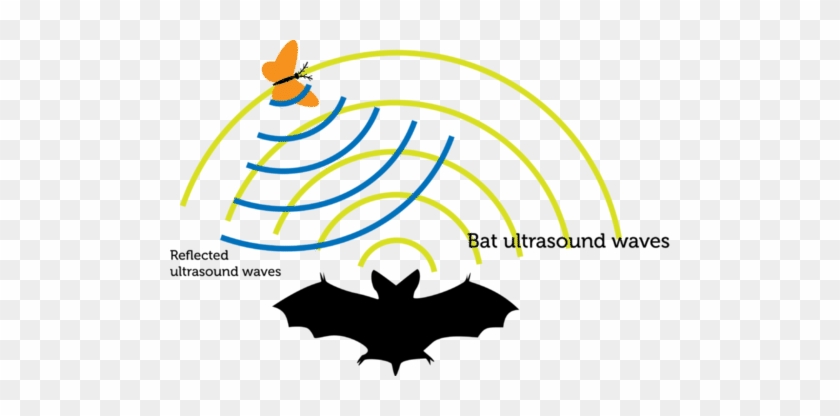 Bat Echolocation Clipart - Bats Emergent Reader #1085542