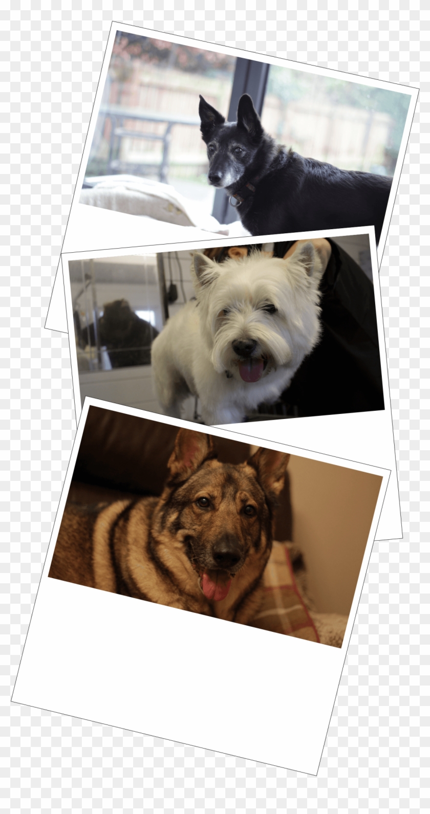 About Bed Bones And Brushes - Bed #1085605