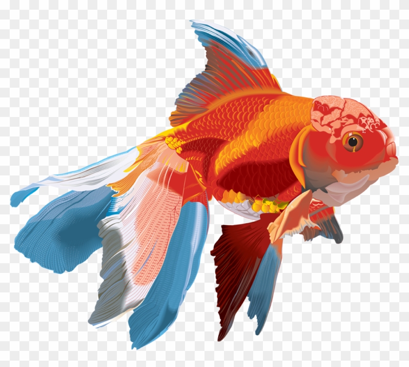 Watercolor Fish On Transparent Background #1086117