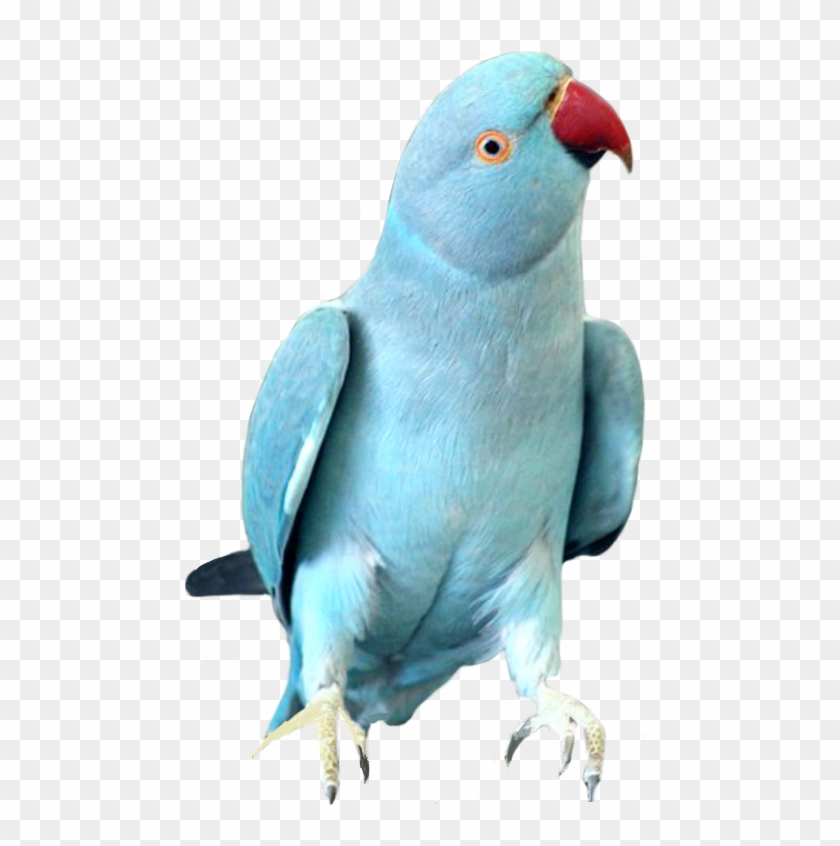 Blue Indian Ringneck Parrot #1086205