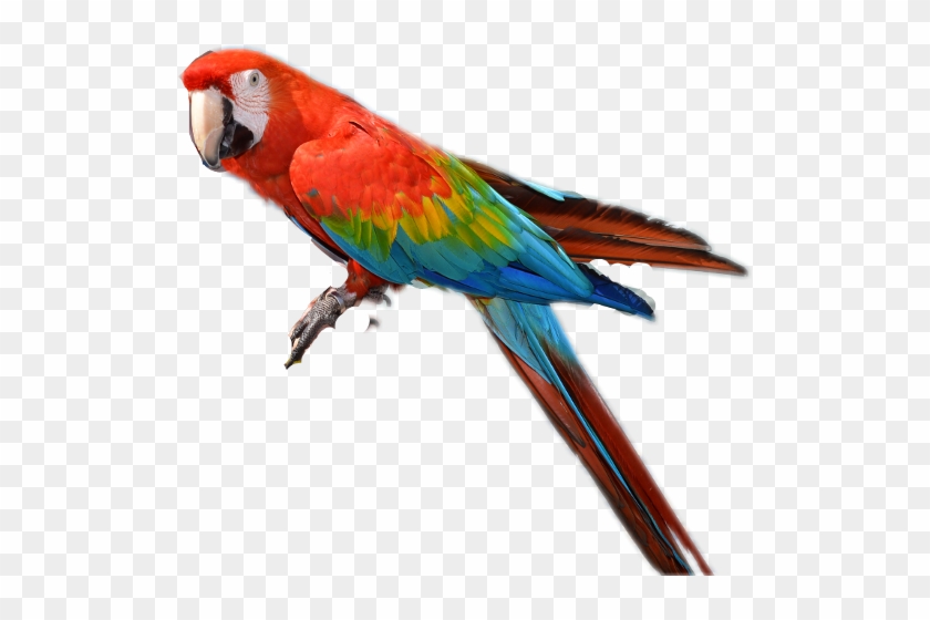 Macaw #1086207