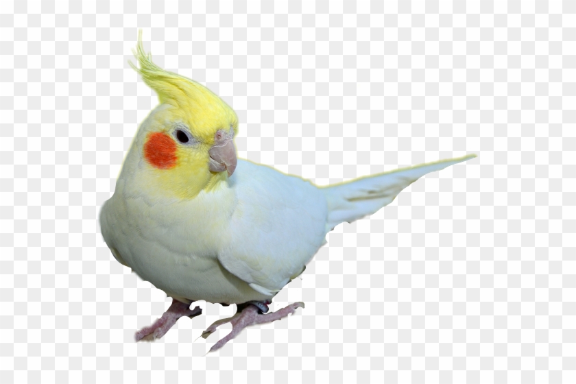 Cockatiel #1086216