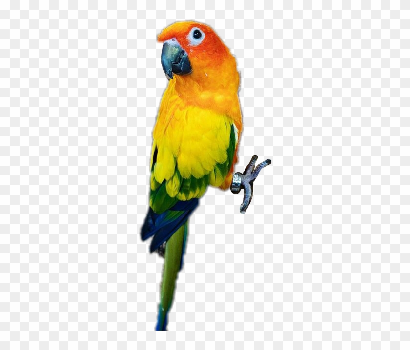Macaw #1086218