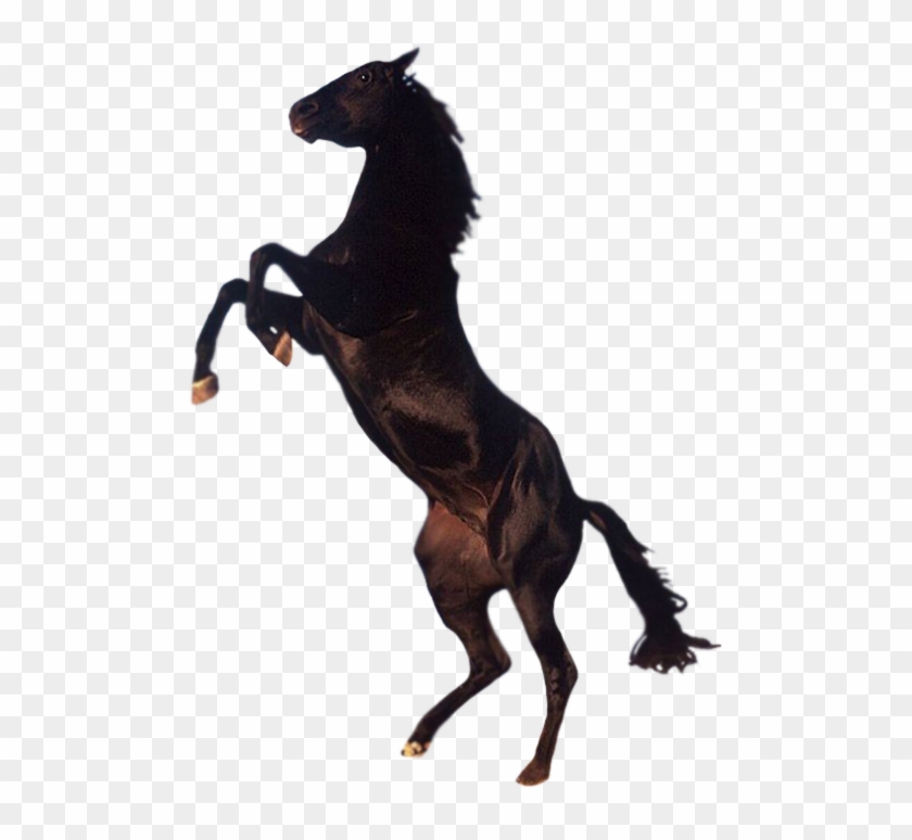 Horse Png - Png Horse #1086339