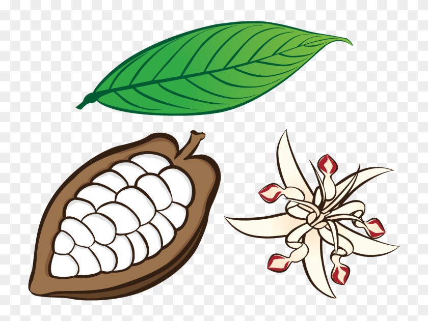 Hoja, Bellota Abierta Y Flor Del Cacao - Flor De Cacao Dibujo #1087363