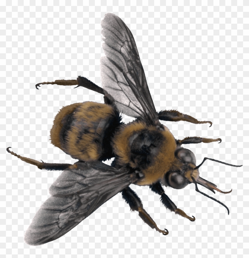 Bee Top - Bee #1088031