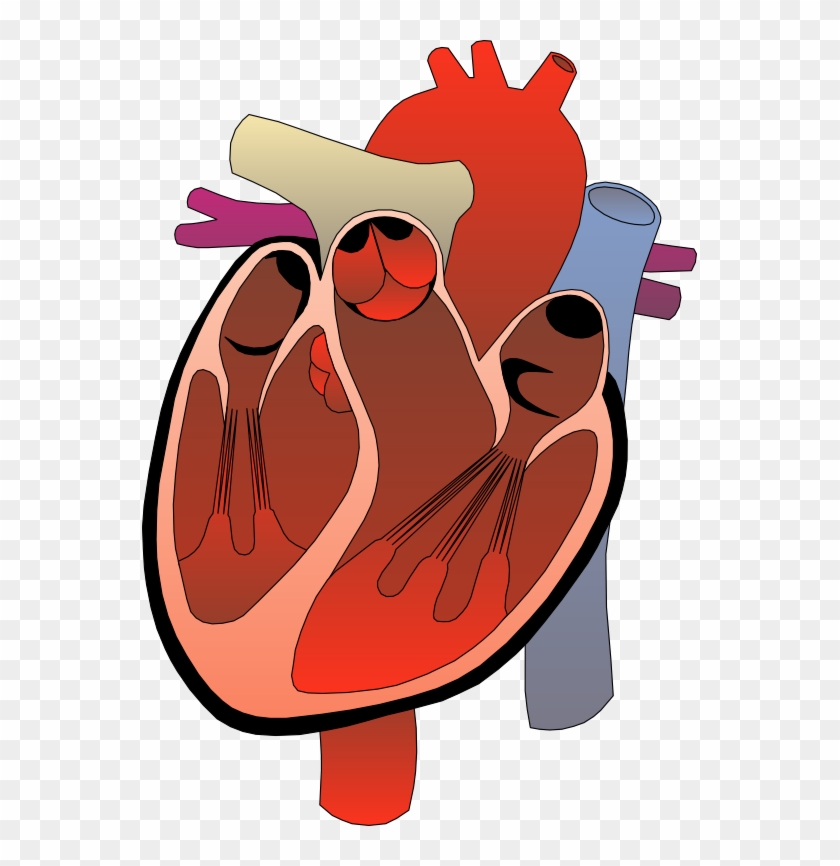 Anatomy Clipart - Cartoon #1088404