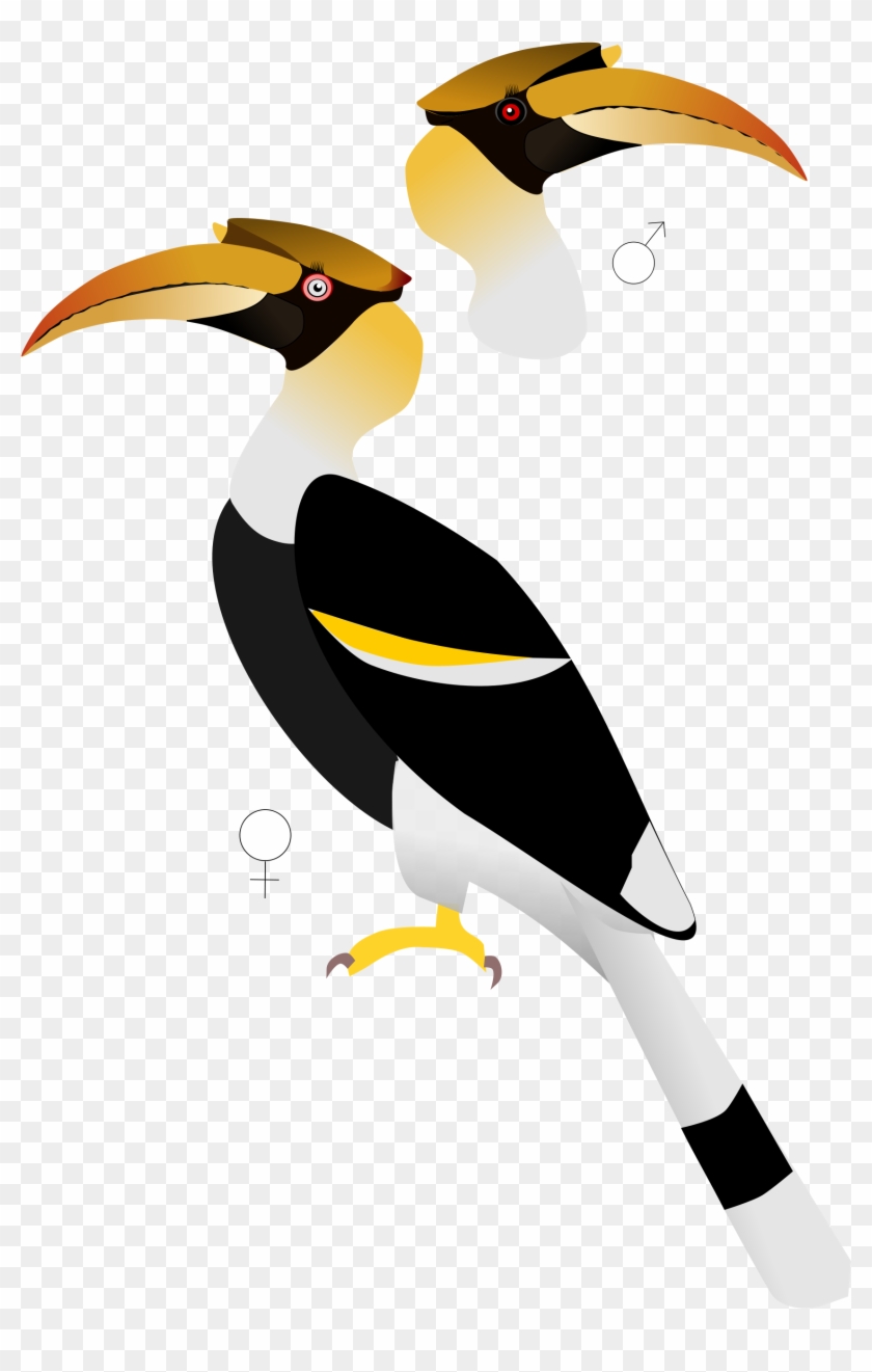 Hornbill Clipart Baby - Hornbill Bird #1089972