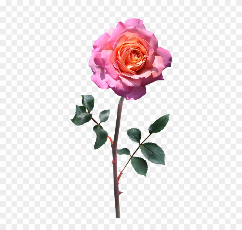 Rose, Stem, Pink, Peace - Roses With Stem Pink #1089978