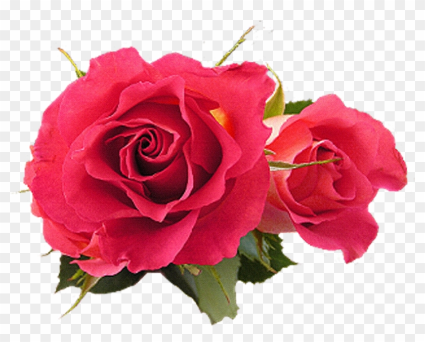 Flower Rose Fuchsia Pink - Gracias Por Tu Regalo #1090123