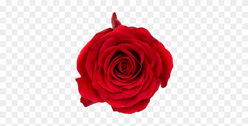 Burgundy Single Head Rose - Floribunda #1090126