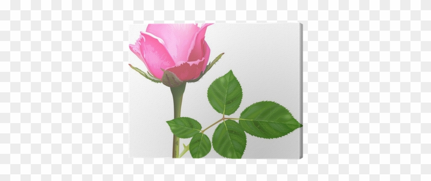 Single Isolated Light Pink Rose Flower Canvas Print - Hojas De Rosas Verdes Png #1090127
