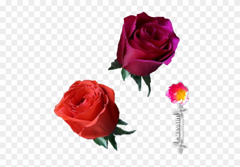 Garden Roses Cabbage Rose Floribunda Cut Flowers Flower - Animation Roser #1090137