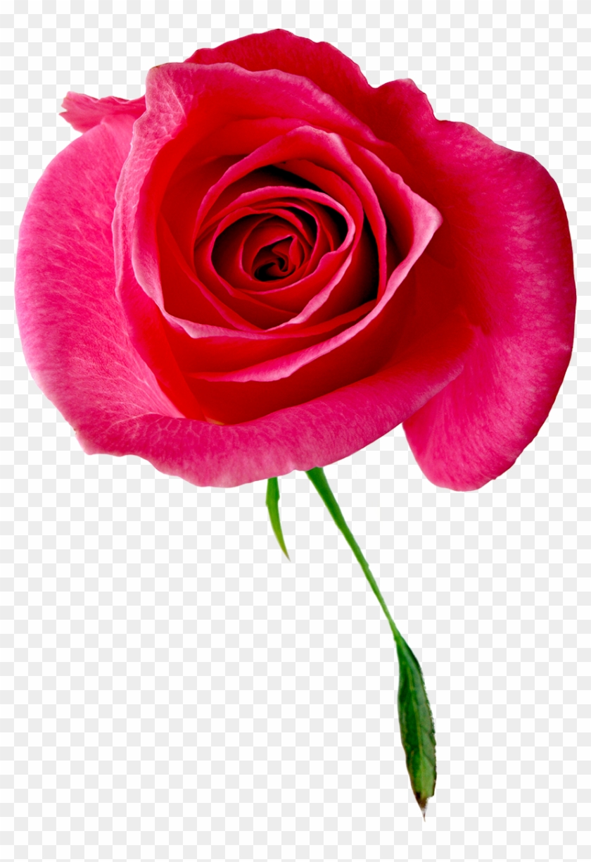 Beach Rose Garden Roses Floral Design Cabbage Rose - 離婚予定日 11 #1090163