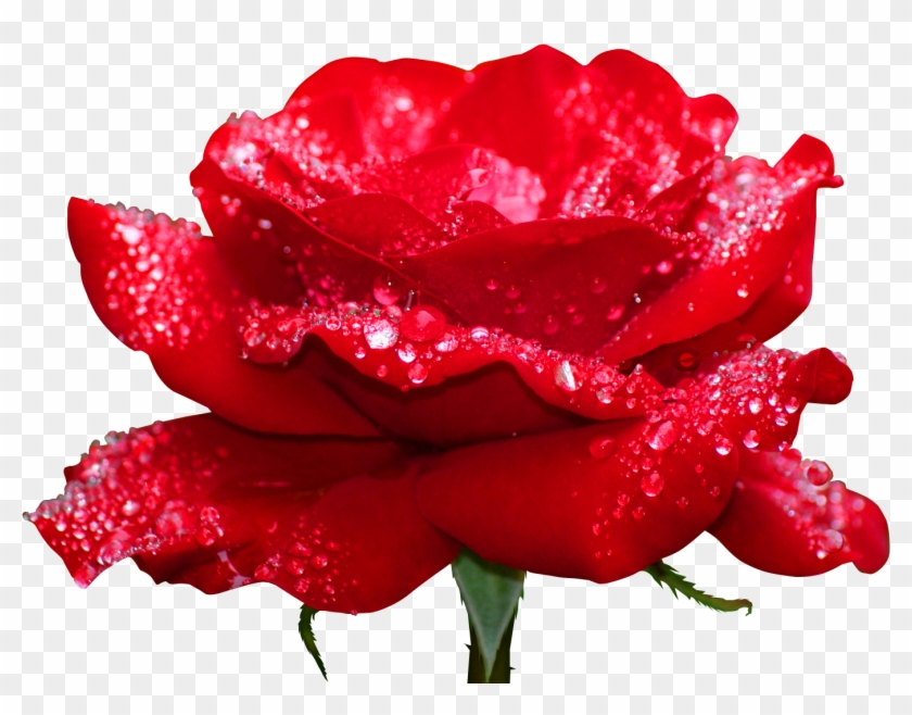 Deviantart Youtube Flower - Fashion 3d Diy Diamond Embroidery Rose Flowers Icon #1090171