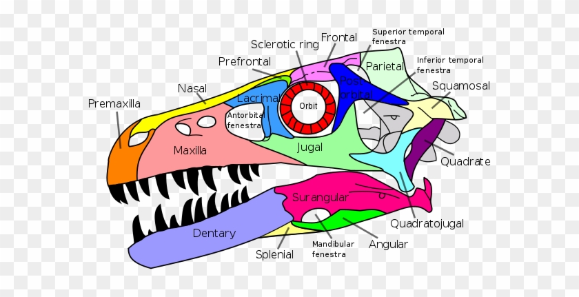 It First Evolved In The Sarcopterygian Clade Rhipidistia, - Crâne De Dromaeosaurus #1090374