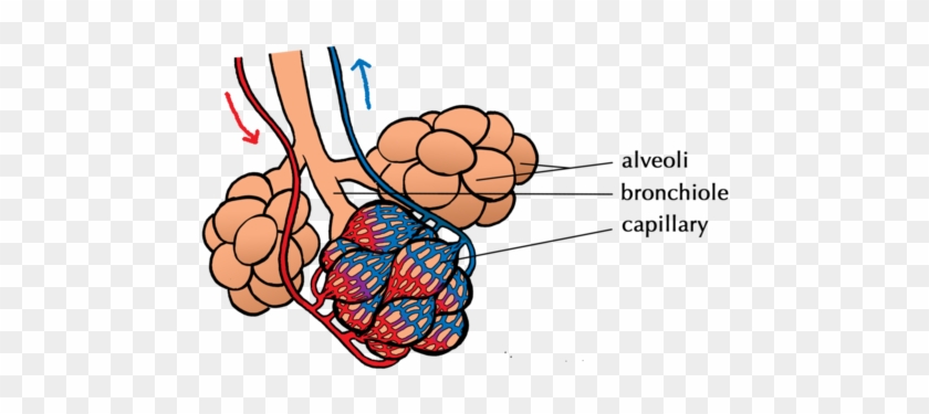 Natural Sciences Grade 9 Rh Mstworkbooks Co Za Diagram - Alveoli Surrounded By Capillaries #1090375