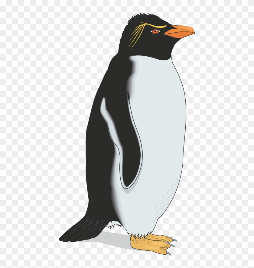 Penguin - Pinguino #1090438