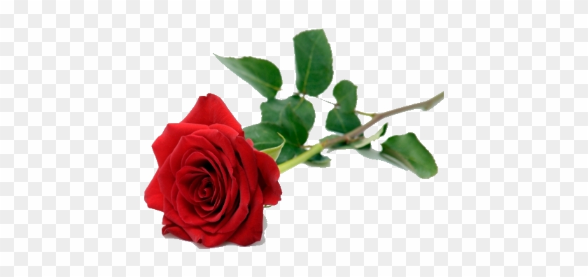 Single Red Rose Png #1091162