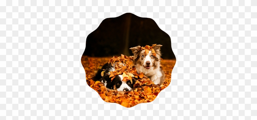Animals Dogs Fall Friends Favim Com 1503526 - Autumn #1091182