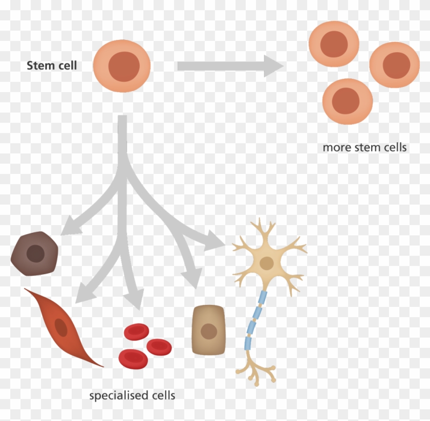 An Illustration Showing A Stem Cell Giving Rise To - Stem Cells And Specialised Cells #1091432