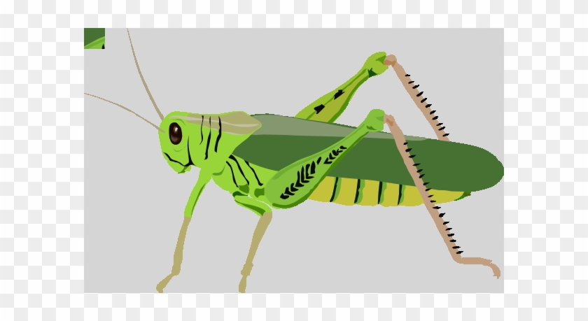 Grasshopper Clip Art #1092325