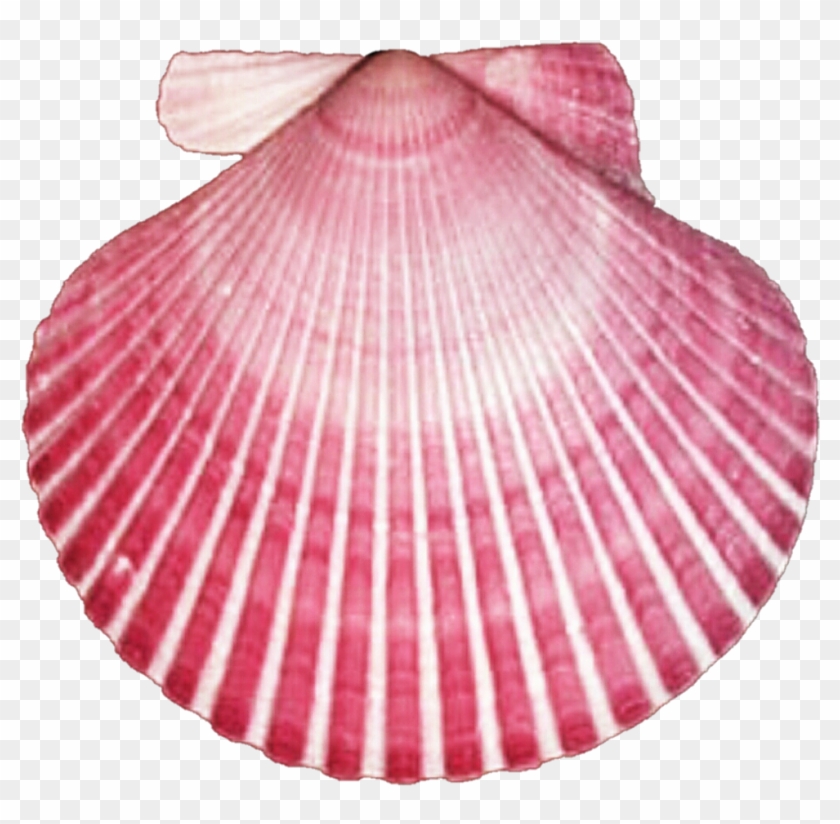 Dark Pink Seashell Clipart - Pink Seashell Transparent #1093023