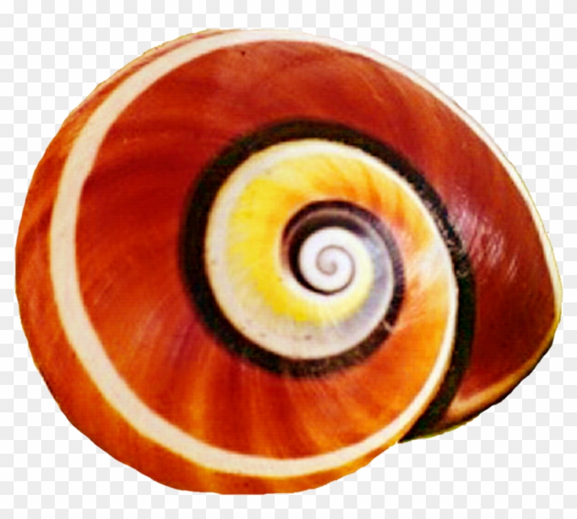 Snail Shell Clipart Clipground - Snail Shell Clipart #1093104