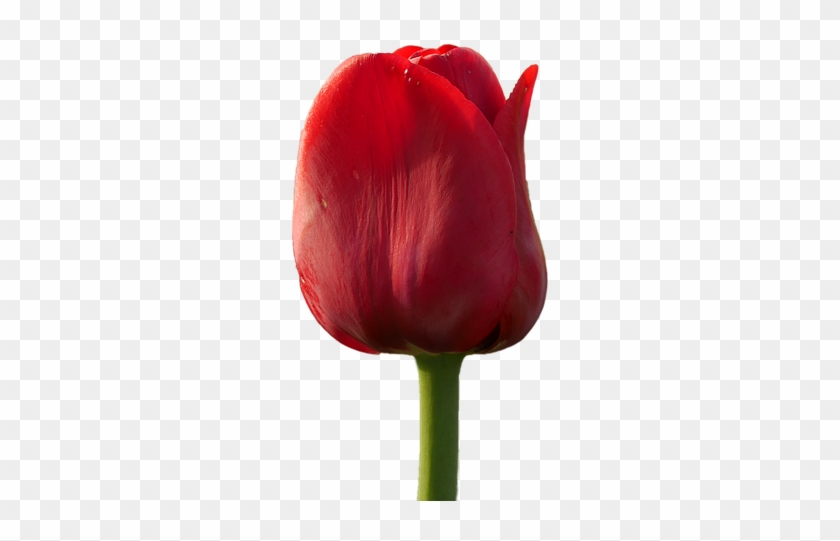 Tulip Png 6, Buy Clip Art - Flower #1093492