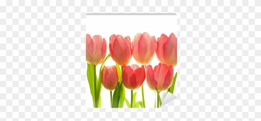 Close-up Of Bunch Of Red Tulips On White Background - White #1093496