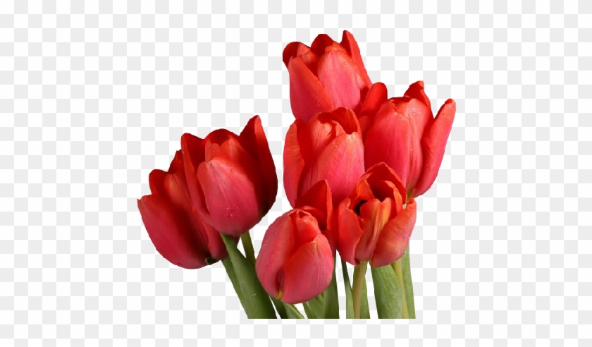 Red Tulips - Boa Noite Mimos Meus #1093509