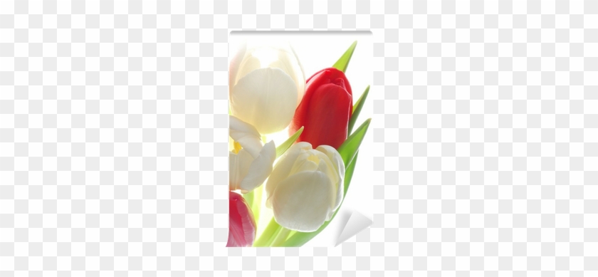 Tulip #1093514