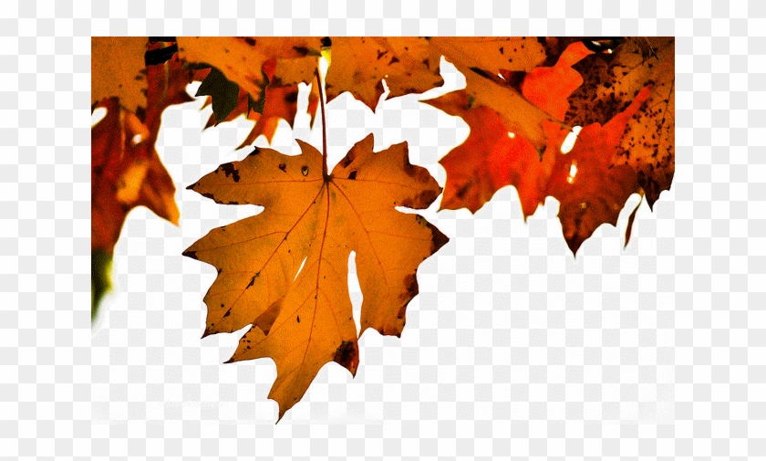 Autumn - Maple Leaf #1093846