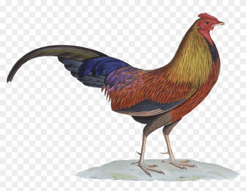 Rooster Drawing - Animal Vintage Png #1094388