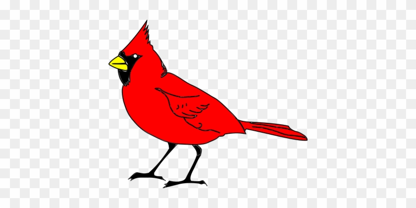 Cardinal Bird Animal Red Cardinal Cardinal - North Carolina State Bird #1094634