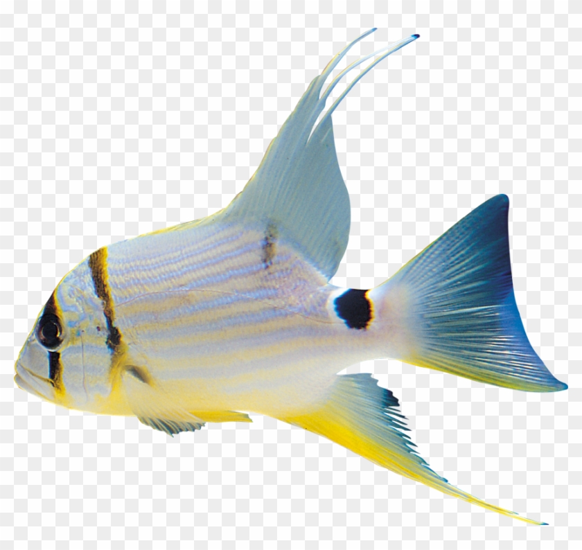 White Fish Clipart Png - Bonito Imagenes De Pescado #1094912